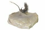 Trident Walliserops Trilobite - Exceptional Preparation #317774-5